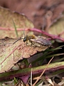 Andrena species1 - A